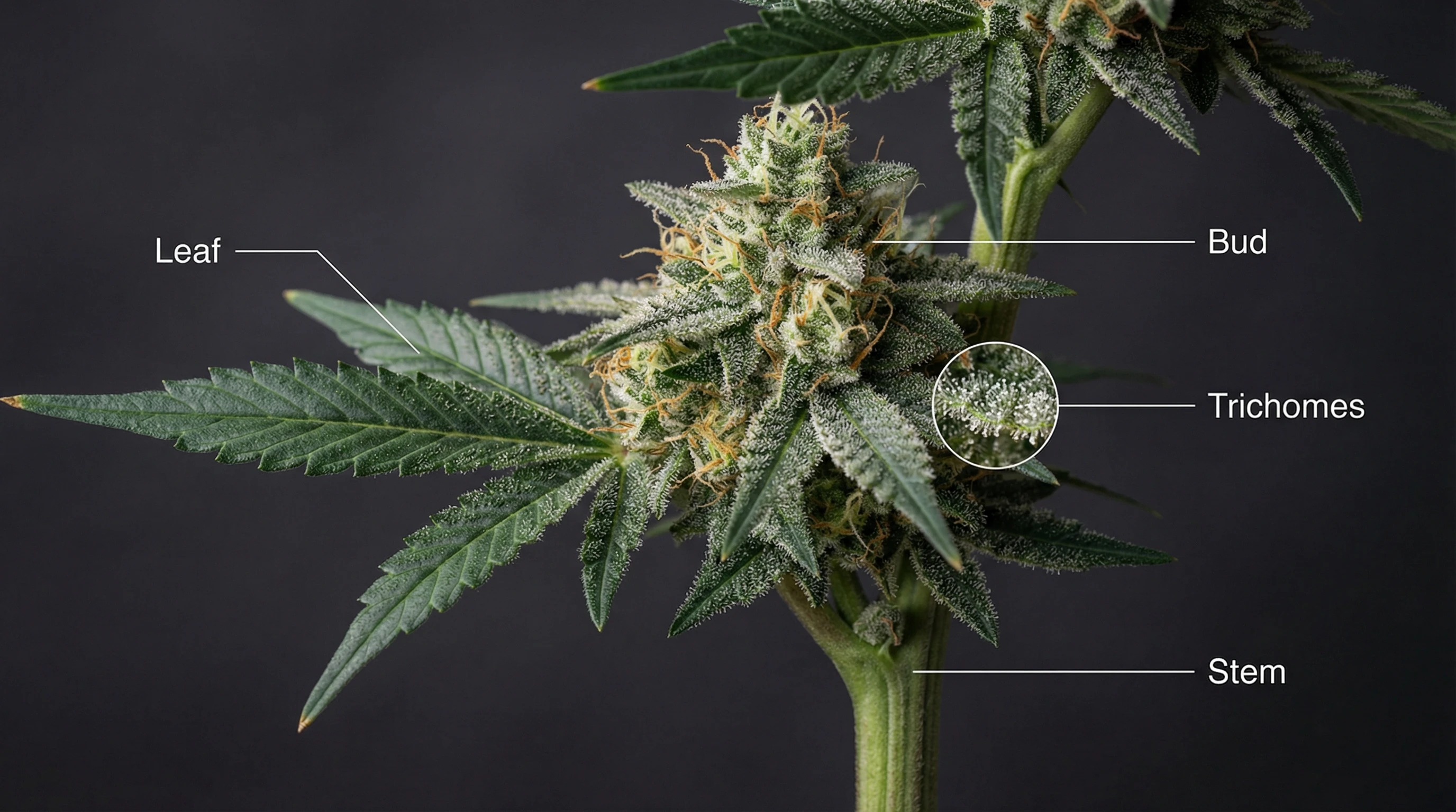 Cannabis plant anatomy diagram with labeled leaves, flowers, and trichomes.