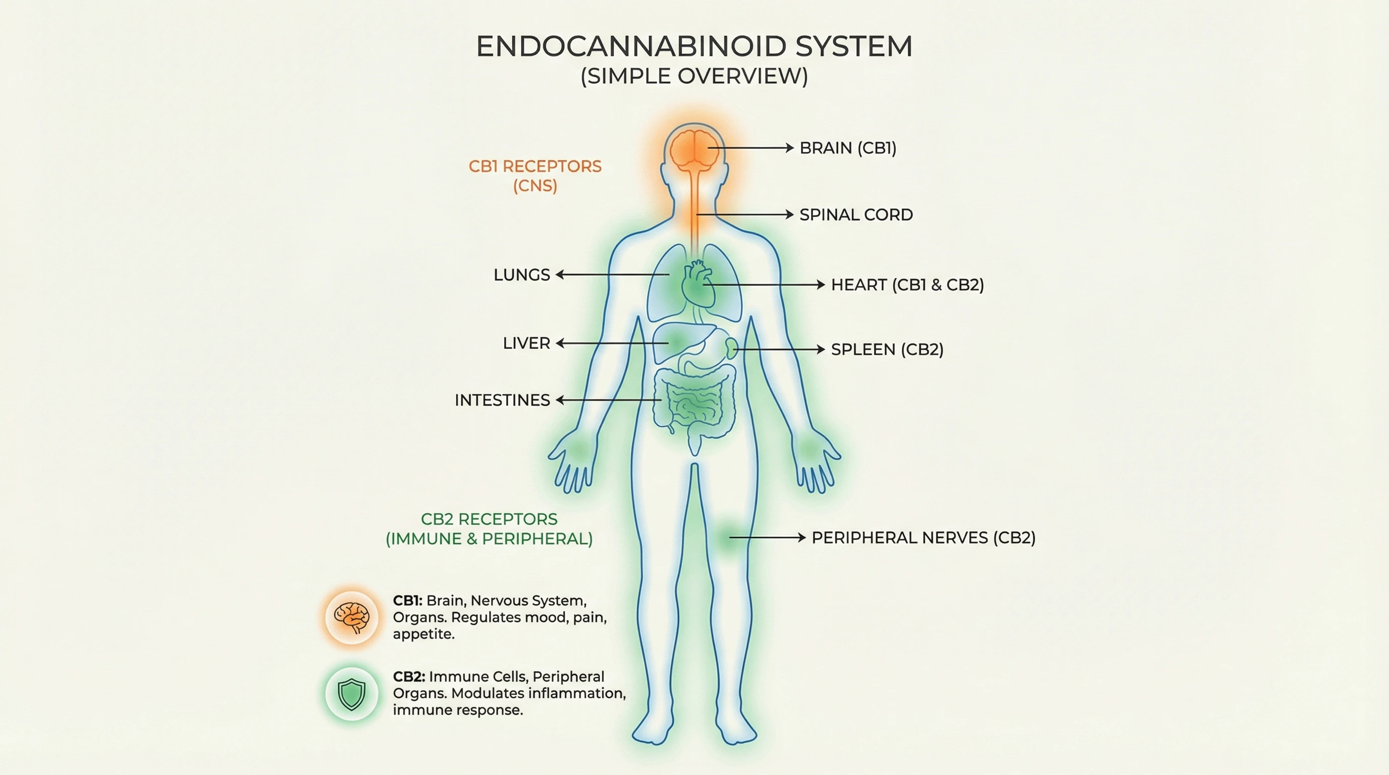 Body diagram showing CB1 and CB2 receptors with highlighted pathways.